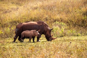 Rinocerontes em um parque nacional em Joanesburgo, África do Sul. Algumas espécies em risco de extinção, como rinocerontes, leões e mabecos, estão hospedadas nesses locais