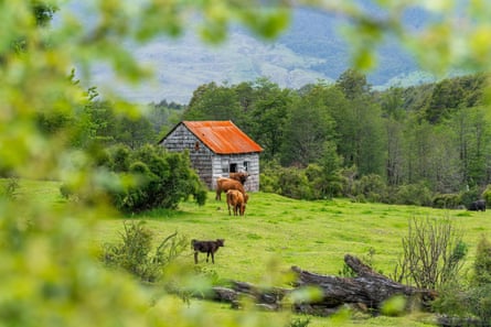 Cows graze in front of a wooden house covered with shingles, in Cerro Castillo national park, Aysen, Patagonia.