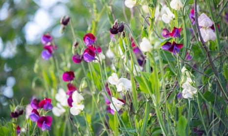 Who doesn't love sweet peas? Sow them in early autumn for best results, Gardens