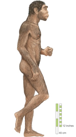 Homo erectus first appeared in Africa more than 1.8m years ago.