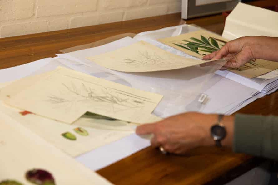 Botanical drawings