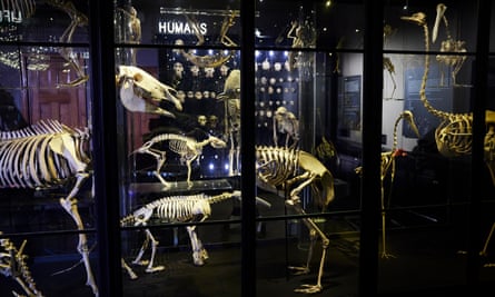 Animal skeletons in the museum