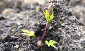 Apr - hops