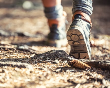 Close-up of a hiking boot stepping over roots and pine cones on a forest trail