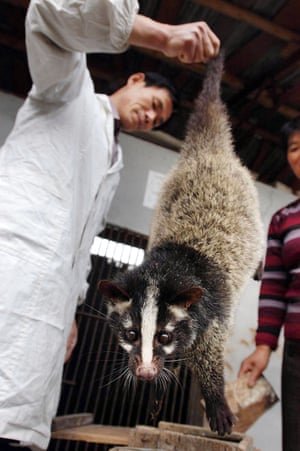 A civet cat is inspected on 10 November 2004 at a farm in Lu’an, China