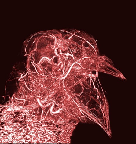Scott Echols’s image of the tiny blood vessels in the head of a pigeon, created by a CT scanner and a special ‘contrast agent’ to highlight the microvasculatory system.