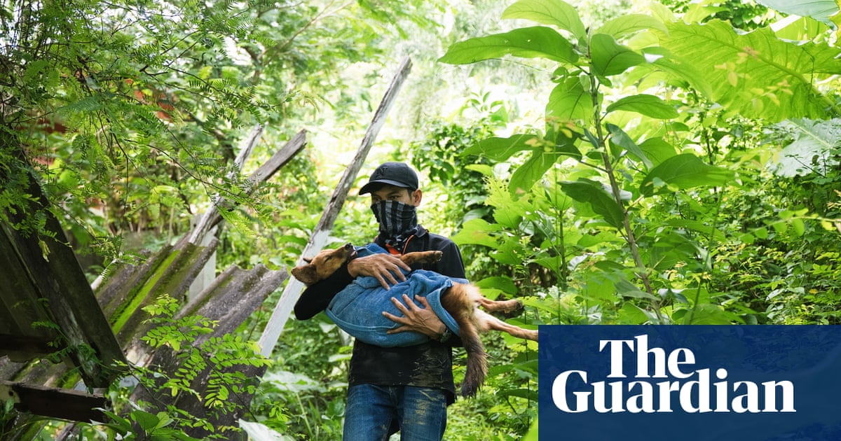 थाईलैंड के पशु बचाव नेटवर्क के अंदर आवारा जानवरों को बचाते हुए – फोटो निबंध