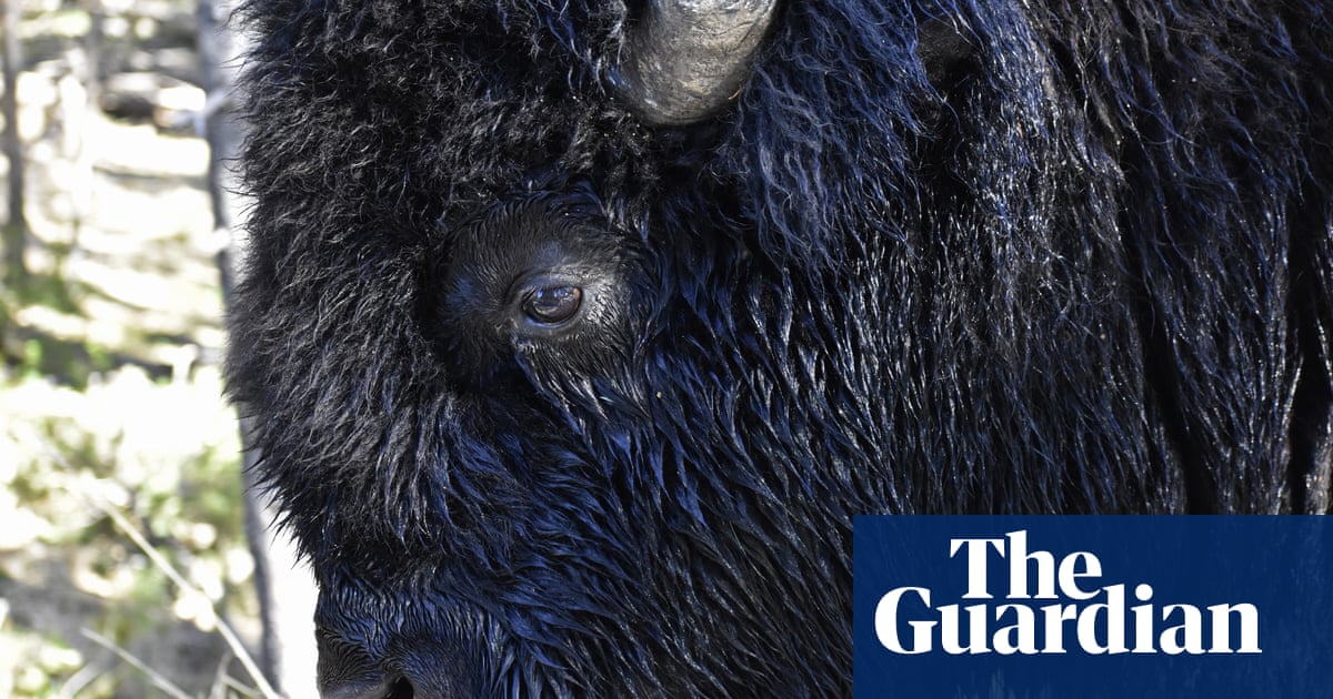 Woman, 71, gored by bison in third Yellowstone incident this year