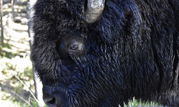 Authorities warned: ‘Bison are unpredictable and can run three times faster than humans.’
