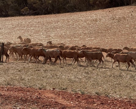 Sheep on Eyre Peninsula farmer Leonie Mills’ property. Mills estimates they’ve spent $120,000 on hay alone, paying for it by drawing down on money they set aside during good years.