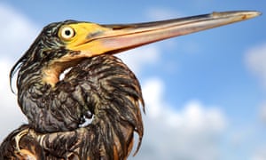 A tri-colored heron covered with oil from the Deepwater Horizon gulf oil spill near Grand Isle, Louisiana