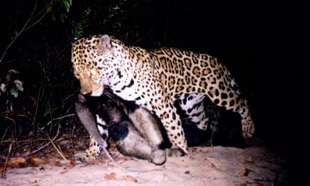 Jaguar caught on camera trap with adult giant anteater in the cerrado.