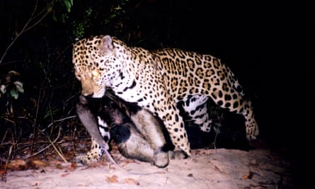 Insane' camera trap video captures rare battle in the Amazon | Environment | The Guardian