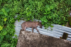 Um chacal dourado selvagem descansando ao lado de uma casa