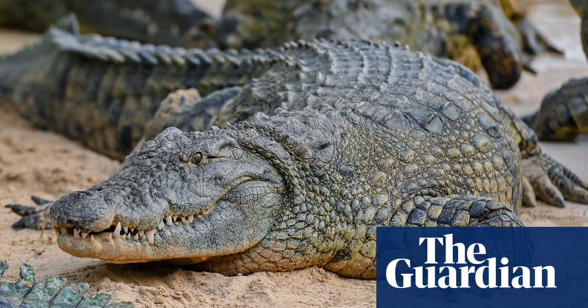 Hunt for nearly 70 crocodiles that escaped during China floods 1 3500