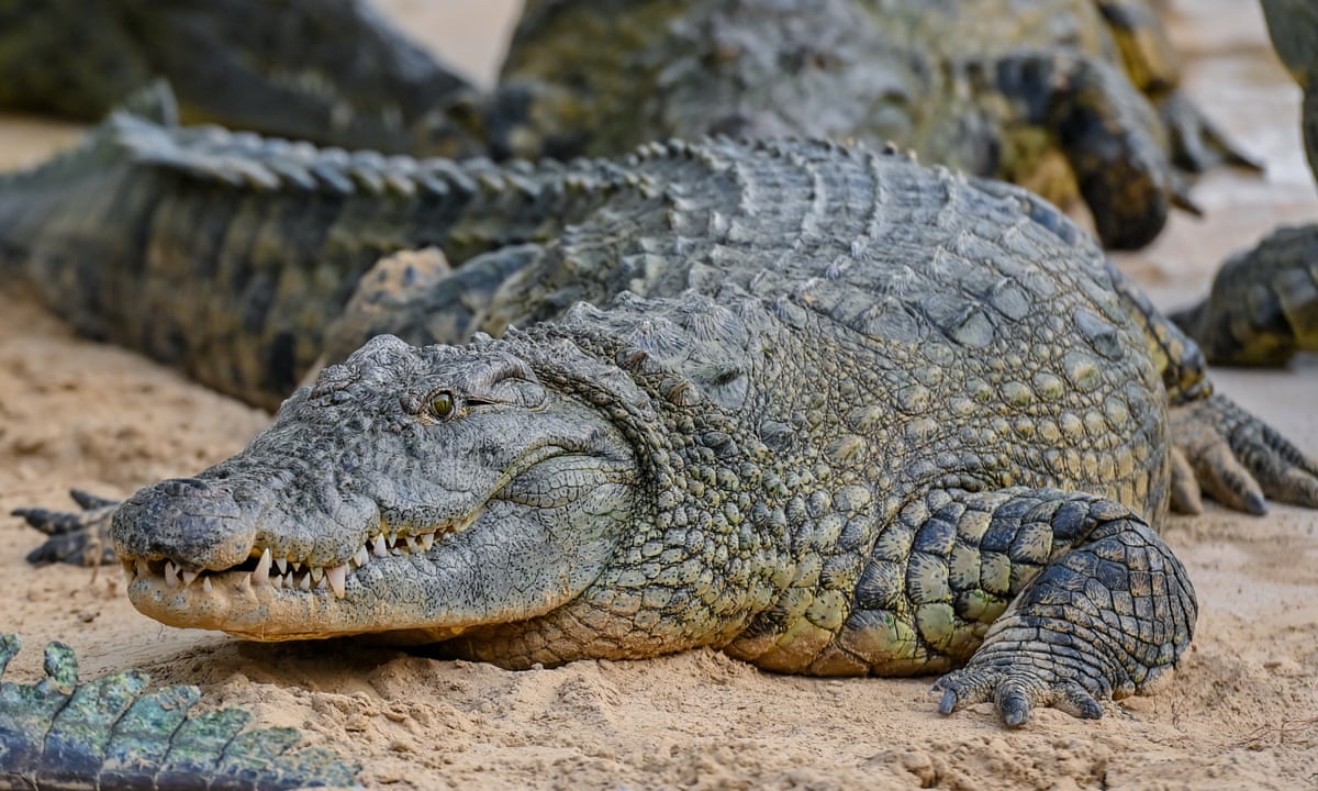 Hunt for nearly 70 crocodiles that escaped during China floods | China | The Guardian