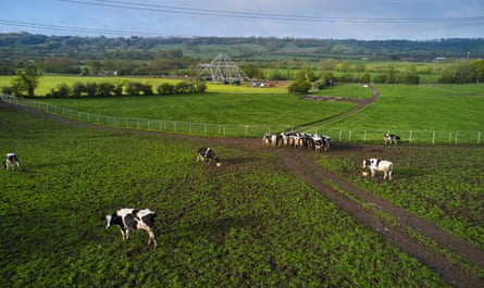 Cows and Pyramid Stage.