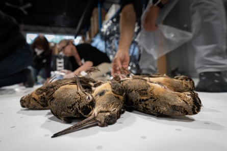 A volunteer lays out a group of dead birds