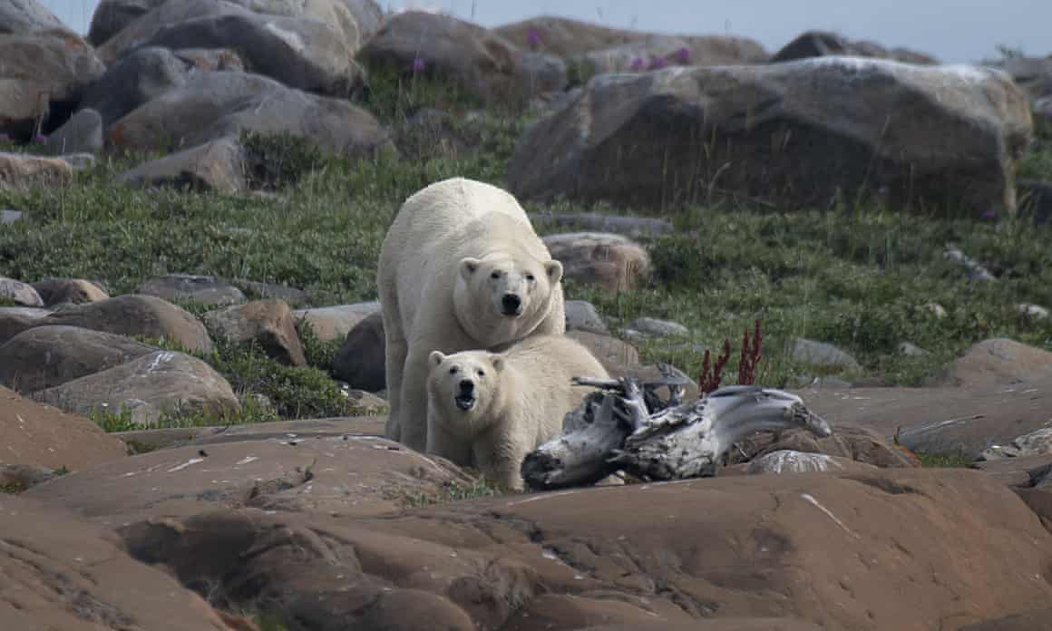 A female polar bear and her cub