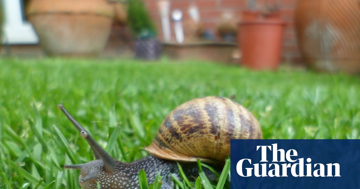 Silver linings in the garden’s snail trails | Brief letters