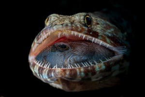 Vida aquática: Jack Belles: A boca aberta de um peixe-lagarto revela sua última refeição. O comportamento era incomum, já que os peixes-lagarto são predadores de emboscada e nadam para longe se um mergulhador se aproximar demais. Este manteve a boca aberta como se estivesse tentando permitir que o peixe dentro de sua boca escapasse. Dauin, Negros Oriental, Filipinas.' Um dos vencedores do Ocean Photographer of the Year 2023