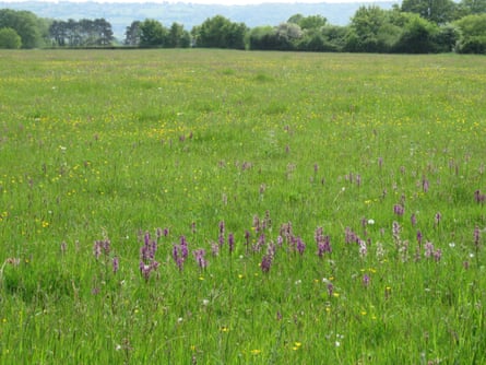 Thousands of green-winged orchids in herb-rich neutral grassland at Chew Valley Lake.
