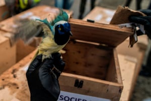 A biologist holds a magpie querrequerre