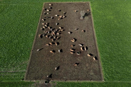 cows in a paddock