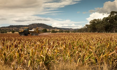 A field of sorghum being sprayed with insecticide near the town of Coonabarabran in New South Wales, Australia.