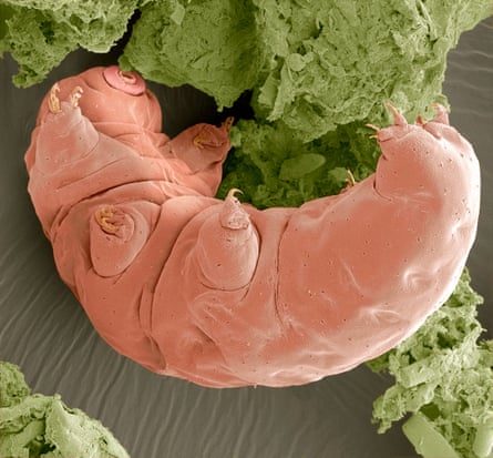 Water Bear (Tardigrade), a tiny aquatic invertebrate, magnified x250 when printed at 10 centimetres wide.