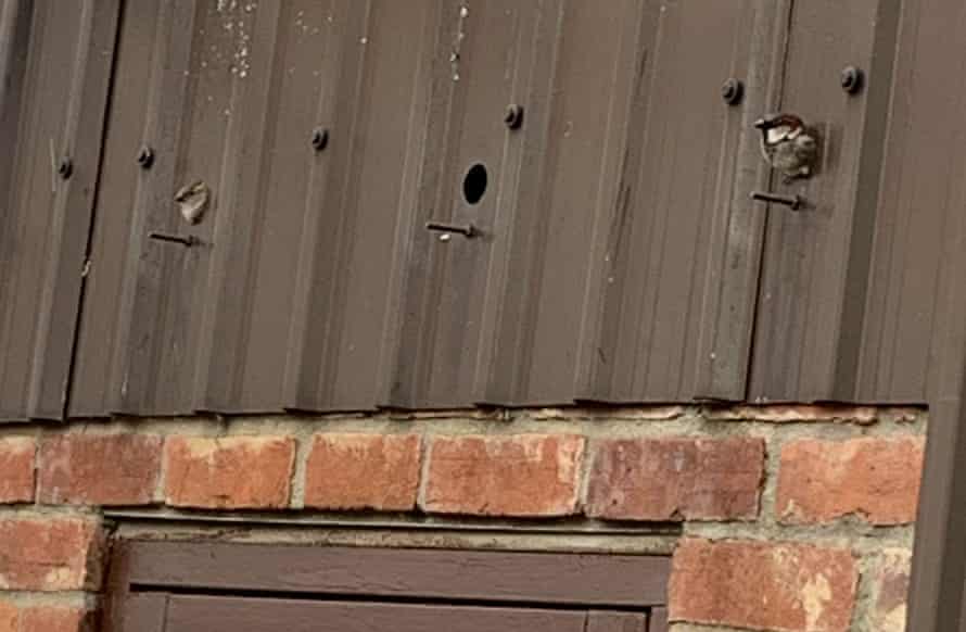 House sparrows at the diesel store on Kate Blincoe's farm.