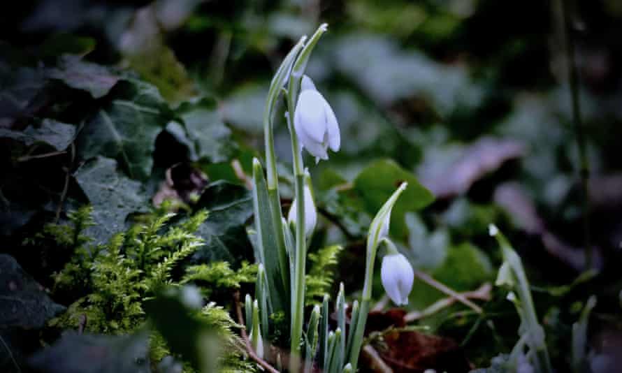 'There's something about the reappearance of snowdrops that feels superstitious.'