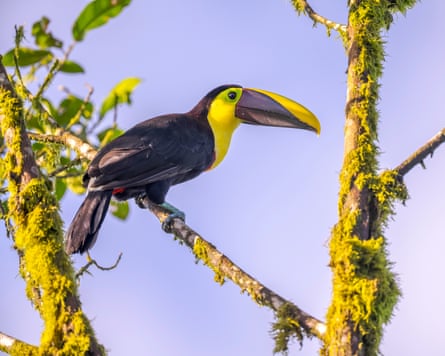 Yellow-throated toucan in a tree.