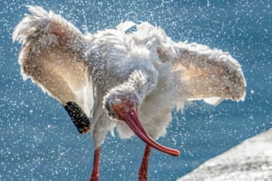A white ibis takes a bath at Lake Eola in Orlando, Florida, US