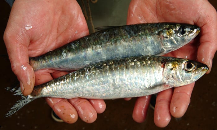 Forget cod and salmon: Britons urged to rediscover the humble Cornish sardine | Food | The Guardian
