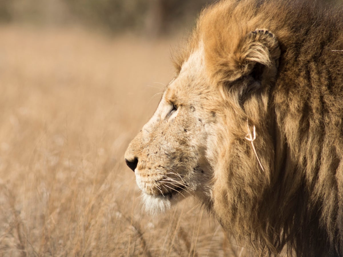 Ban The Import Of Hunting Trophies Letter Environment The Guardian