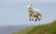 Spring Lamb jumping