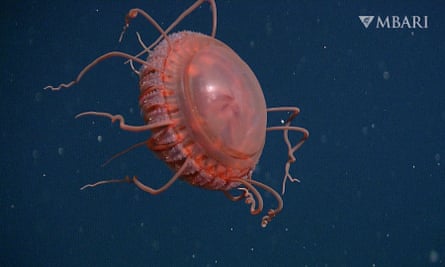 The existence of this jelly raises questions about species that live in the global ocean and haven’t yet been described.