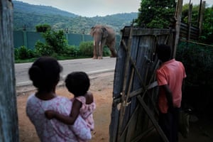 A woman holding a baby stand by a fence as a three-legged elephants walks past on the road. A man watches the elephant through a gap in the fence