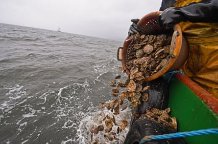 Fisher in yellow waders tips a basket of oysters off the side of a boat