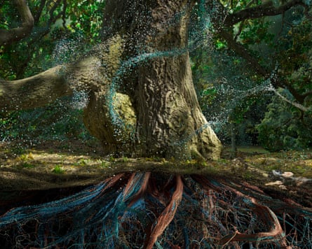 A cross section of an oak tree.