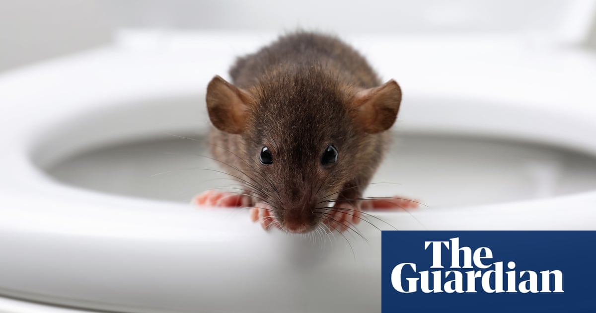 Toilet rats! Vermin are all over Britain – and they’re climbing up our waste pipes