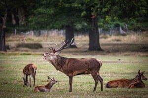 Um cervo ruge ao lado de seu harém de corças em Richmond Park, Londres, Reino Unido