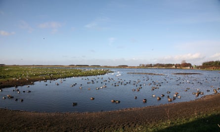 Wildfowl on Martin Mere wetland nature reserve.