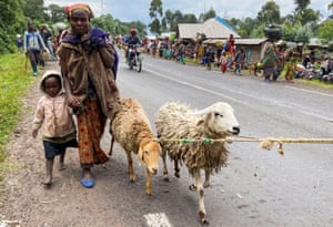 Civilians and their animals flee near the Congolese border with Rwanda.