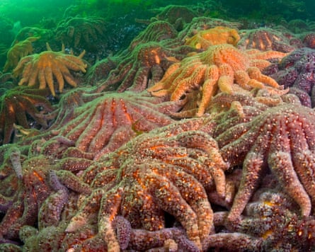 A large group of sunflower sea stars.