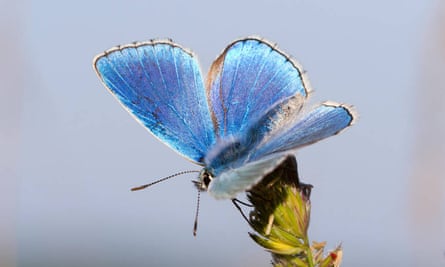 Un bleu Adonis