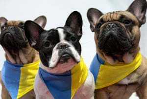 French bulldogs Vito, Verdi and Eric wearing scarves in the colours of the Ukraine flag