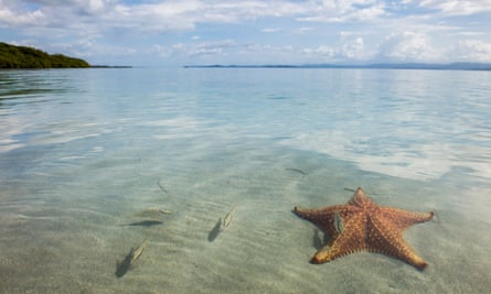 Starfish beach on Isla Colon, Bocas del Toro, Panama.