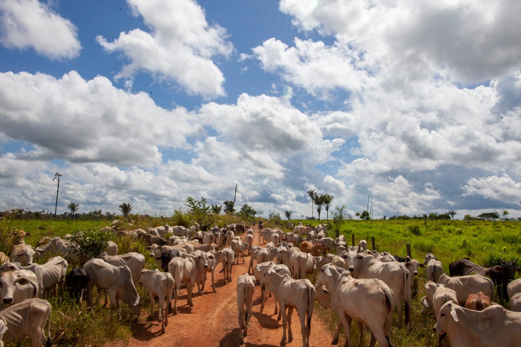 Cowherds move cattle from farms in the Terra do Meio